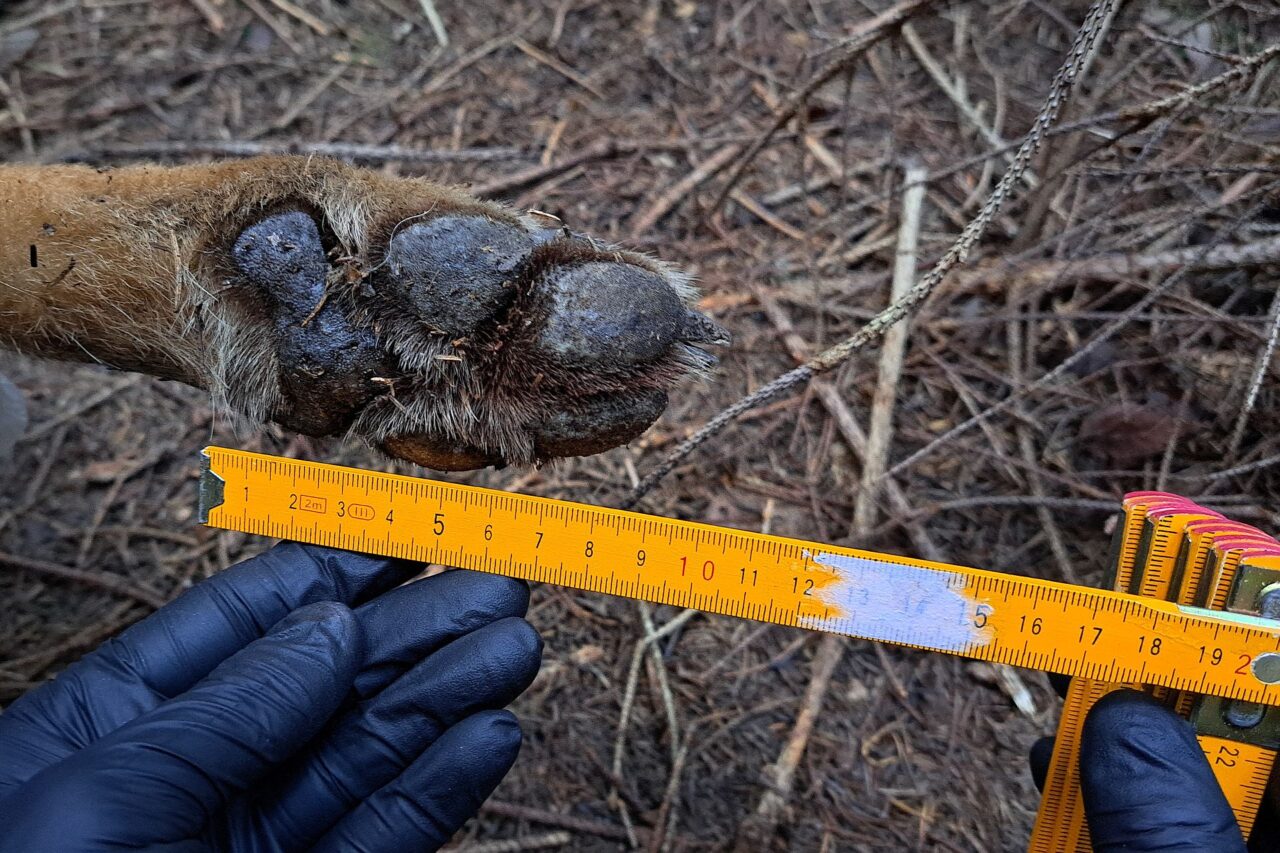 Nenávist vůči vlkům na Českolipsku vyústila v trestnou činnost. Foto: postkytnuto Janem Suchým, Justice for Nature