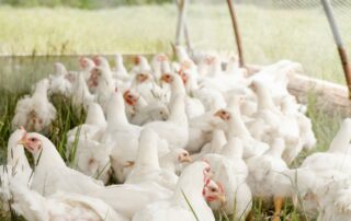 Kuřata v ekologických chovech rostou více než dvakrát delší dobu než v konvenčních, minimálně 81 dní. Foto: Zoe Richardson, Unsplash