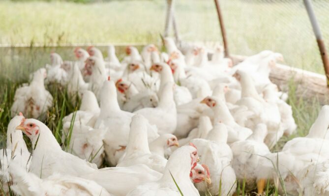 Kuřata v ekologických chovech rostou více než dvakrát delší dobu než v konvenčních, minimálně 81 dní. Foto: Zoe Richardson, Unsplash