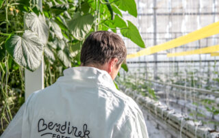 Farma Bezdínek patří mezi tuzemské pěstitele rajčat. Foto: Kateřina Hefler, Ekonews