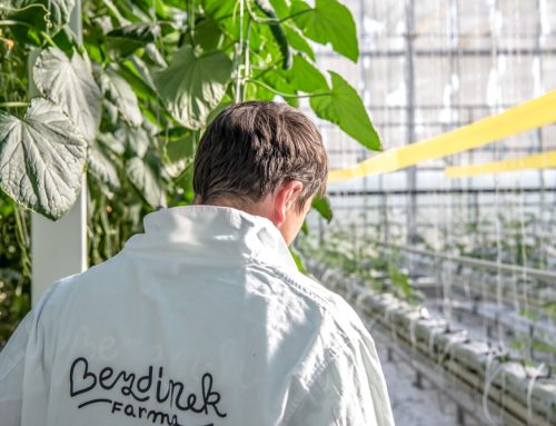 Čeští pěstitelé skleníkových rajčat slibují plody bez pesticidů. Kvůli energetické krizi jim rostou náklady