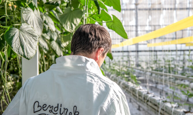 Farma Bezdínek patří mezi tuzemské pěstitele rajčat. Foto: Kateřina Hefler, Ekonews