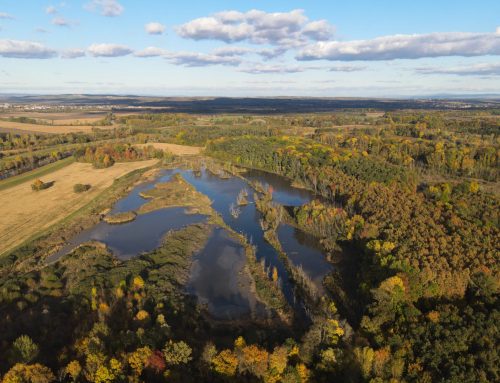 Čápi na dubech a čtvrtina české flóry. Co ukrývá CHKO Soutok, která leží Motoristům v žaludku