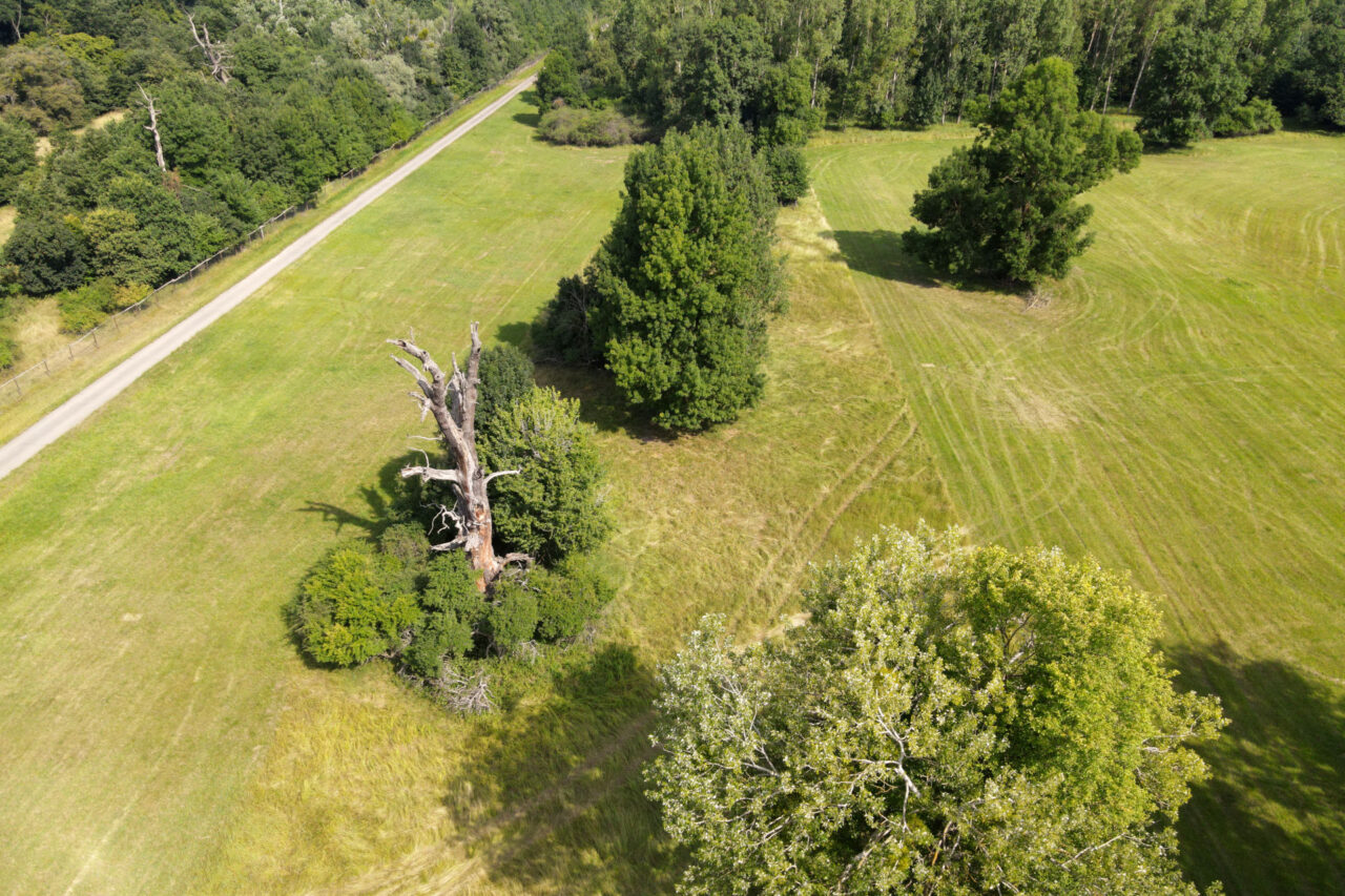 Velké solitérní duby jsou jednou z dominant krajiny Soutoku. Foto: AOPK, CHKO Soutok