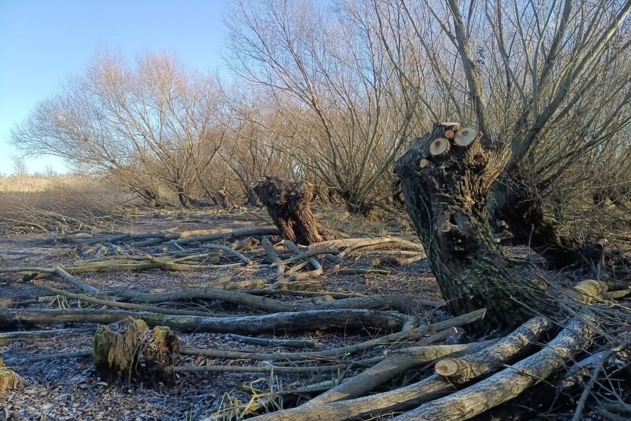 Hlavaté vrby jsou v oblasti tradičním krajinným prvkem. Foto: AOPK, CHKO Soutok
