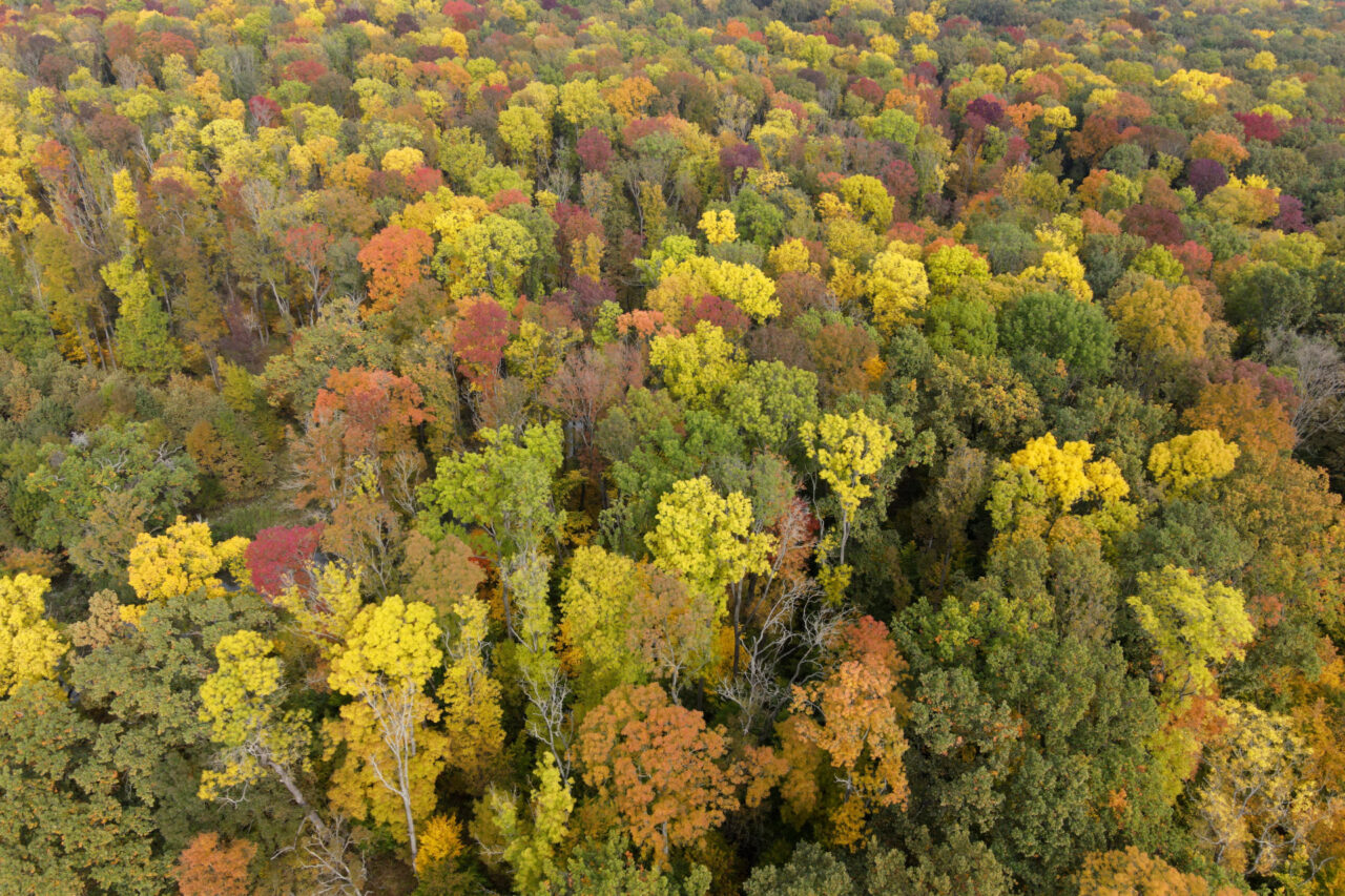 Na území Chráněné krajinné oblasti Soutok se vyskytuje přes devět set druhů rostlin. Foto: AOPK, CHKO Soutok