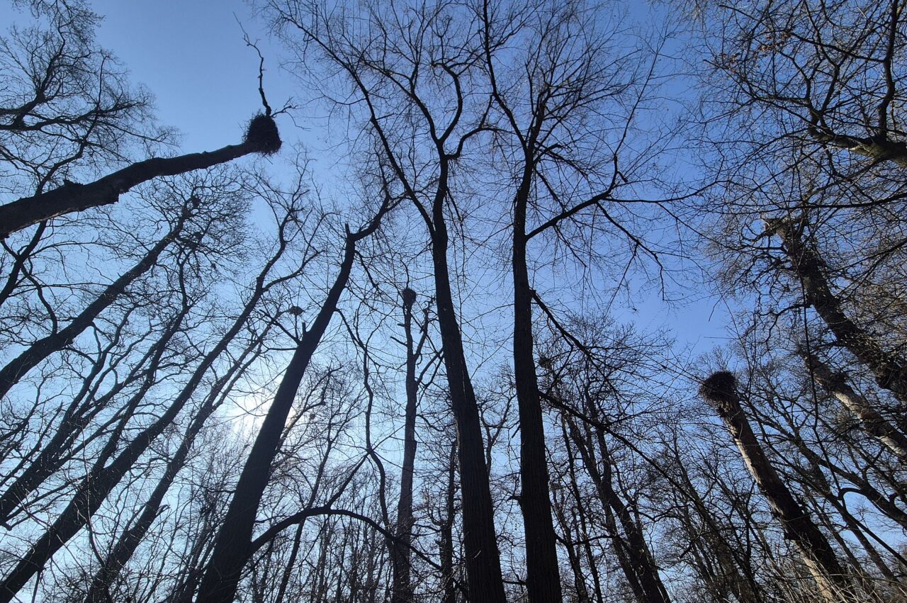Čáp bílý se v Soutoku vyskytuje ve velkých koloniích hnízdících na stromech. Foto: AOPK, CHKO Soutok