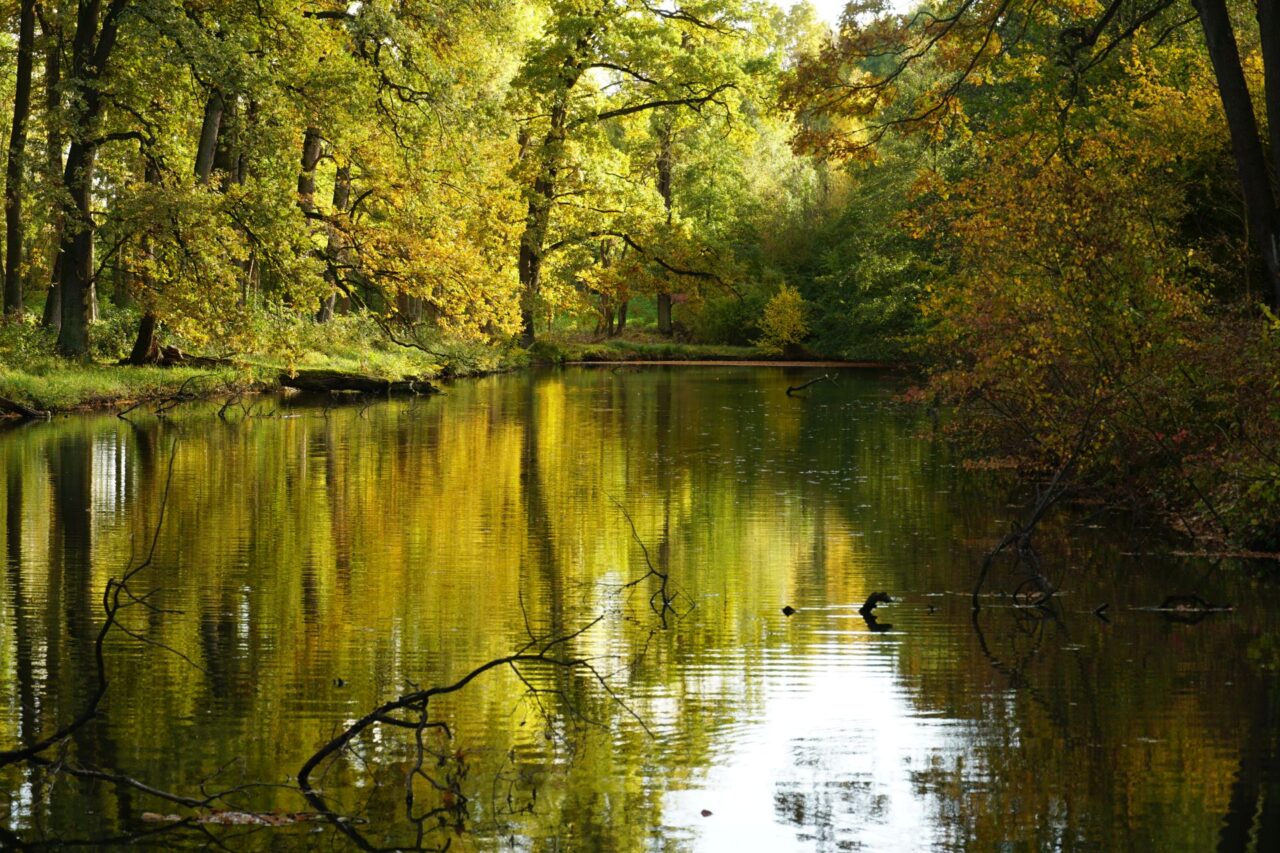 Polesí Horní les tvoří součást nejrozsáhlejšího komplexu lužních lesů v Česku. Foto: AOPK, CHKO Soutok