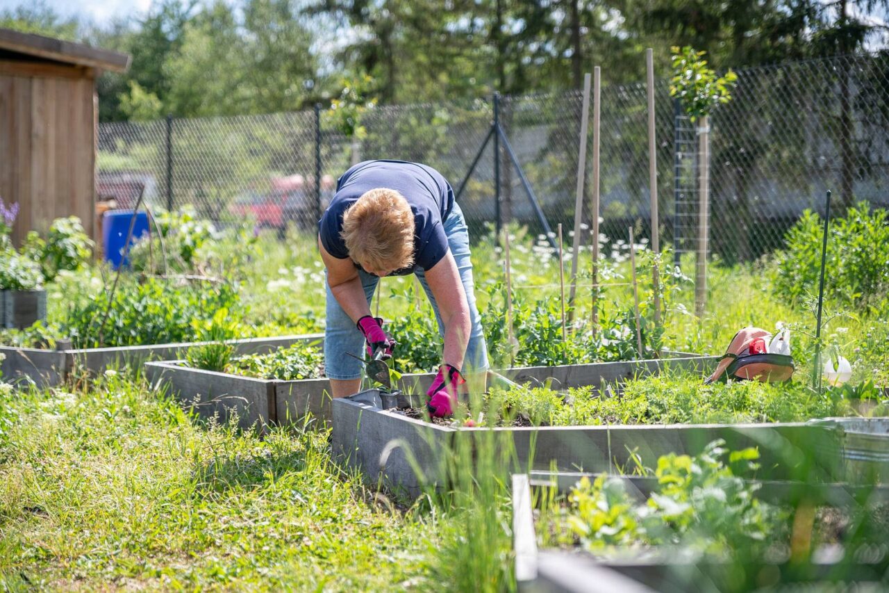 Za menší záhony platí členové komunity od 1200 až 1800 korun za rok. Foto: poskytnuto skupinou Za()hrada