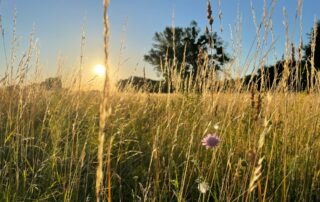Louky jsou kvalitním skladištěm uhlíku, pokud jsou chráněné. Ilustrační foto: Marek Omasta, Unsplash