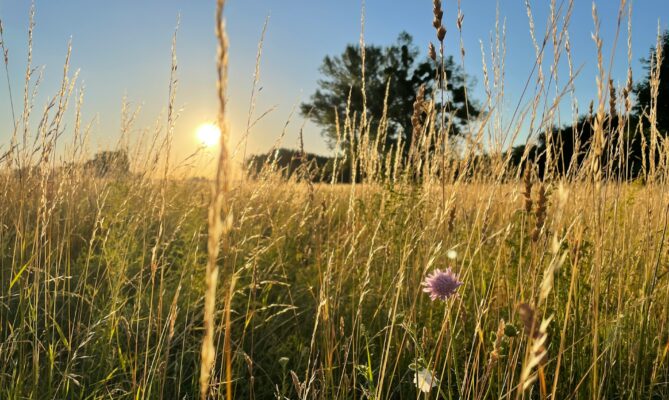 Louky jsou kvalitním skladištěm uhlíku, pokud jsou chráněné. Ilustrační foto: Marek Omasta, Unsplash