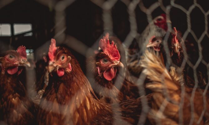 V Evropské unii se v současnosti chová více než 350 milionů nosnic. Ilustrační foto: NighthawStudio, Unsplash