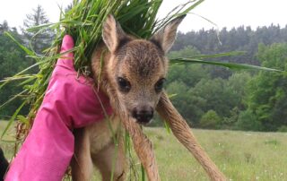 Mládě se má přenášet v rukavicích a zachránce by přitom měl mít v rukou trávu, aby na srnčeti neulpěl lidský pach. Foto: poskytnuto organizací Stop sečení srnčat