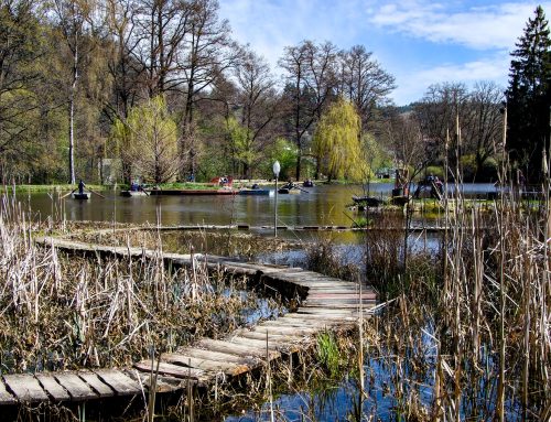 Reportáž z mokřadní archy záchrany. V Bečově nad Teplou obnovili starobylou botanickou zahradu