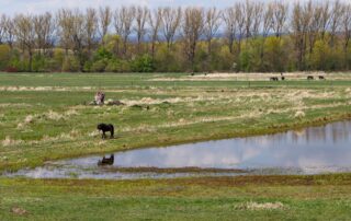 Ptačí park Josefovské louky u Jaroměře pomáhá vracet vodu zpět do krajiny už dvacet let. Foto: Karolína Chlumecká, Ekonews