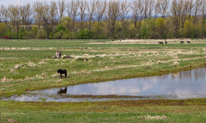Ptačí park Josefovské louky u Jaroměře pomáhá vracet vodu zpět do krajiny už dvacet let. Foto: Karolína Chlumecká, Ekonews