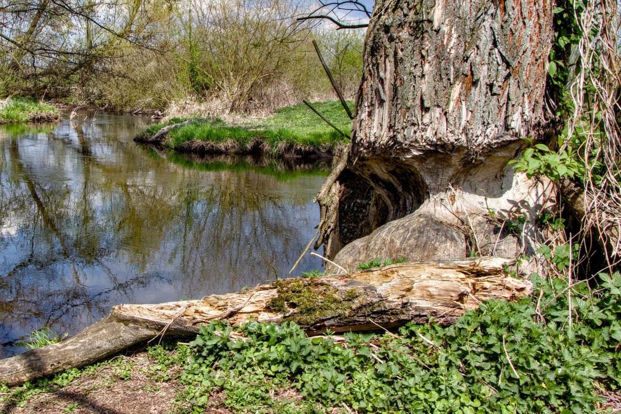 Kromě ptáků se do krajiny vracejí také vzácní obojživelníci, hmyz a bobr evropský, jehož stopy jsou v parku vidět. Foto: Karolína Chlumecká, Ekonews