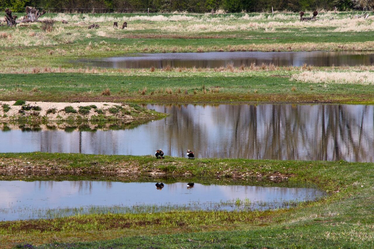 Ptačí park vznikl v oblasti stoletého závlahového systému, dnes tu žijí mezi mokřadními druhy ptáků i invazivní husice nilské. Foto: Karolína Chlumecká, Ekonews