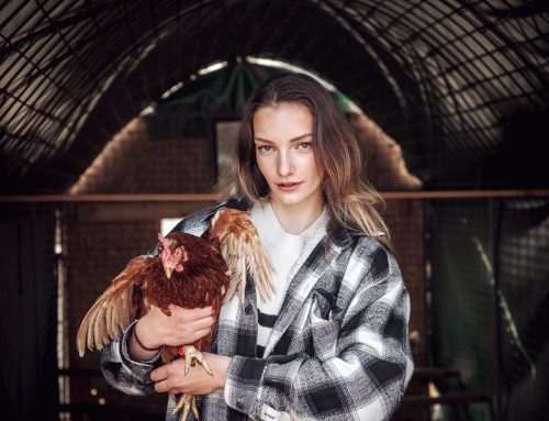 Když slepice z velkochovu přestanou dost snášet, čekají je jatka. Farmářka z okraje Prahy je zachraňuje