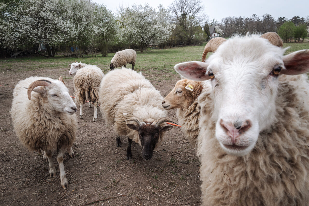 Na farmě žije i stádo ovcí, které se volně pohybují po pozemku. Jejich jediným úkolem je spásat travní porost. Foto: Kateřina Hefler, Ekonews