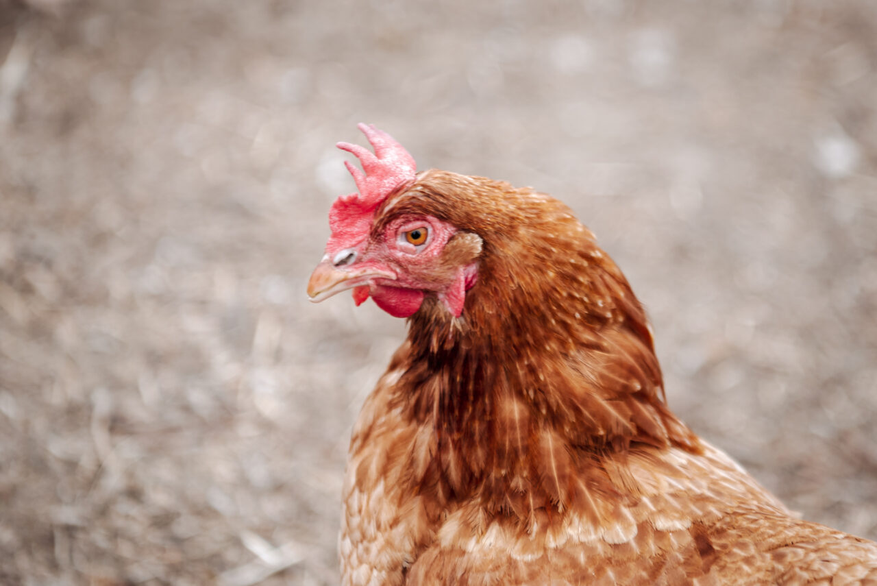 Všechny slepice jsou v současné době adoptované. Farma Vejce z kurníku má i čekací listinu. Foto: Kateřina Hefler, Ekonews