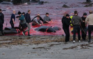Ve středu 27.5 bylo na Faerských ostrovech v rámci tradičního lovu zabito na 700 delfínů a velryb. Foto: Sea Shepherds
