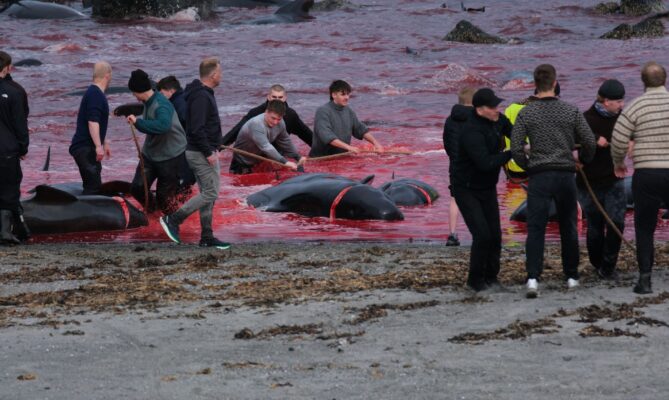 Ve středu 27.5 bylo na Faerských ostrovech v rámci tradičního lovu zabito na 700 delfínů a velryb. Foto: Sea Shepherds