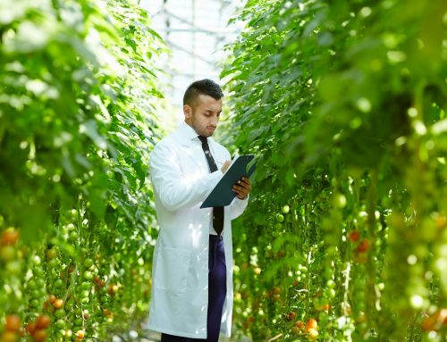 Komentář: Evropa povoluje GMO 2.0 – z laboratoře na vidličku a bez kontroly