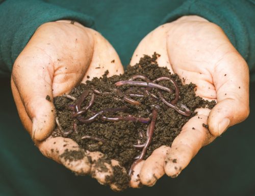 Kalifornské žížaly si pochutnávají na ovoci z Prachaticka. Výsledkem je čaj jako hnojivo