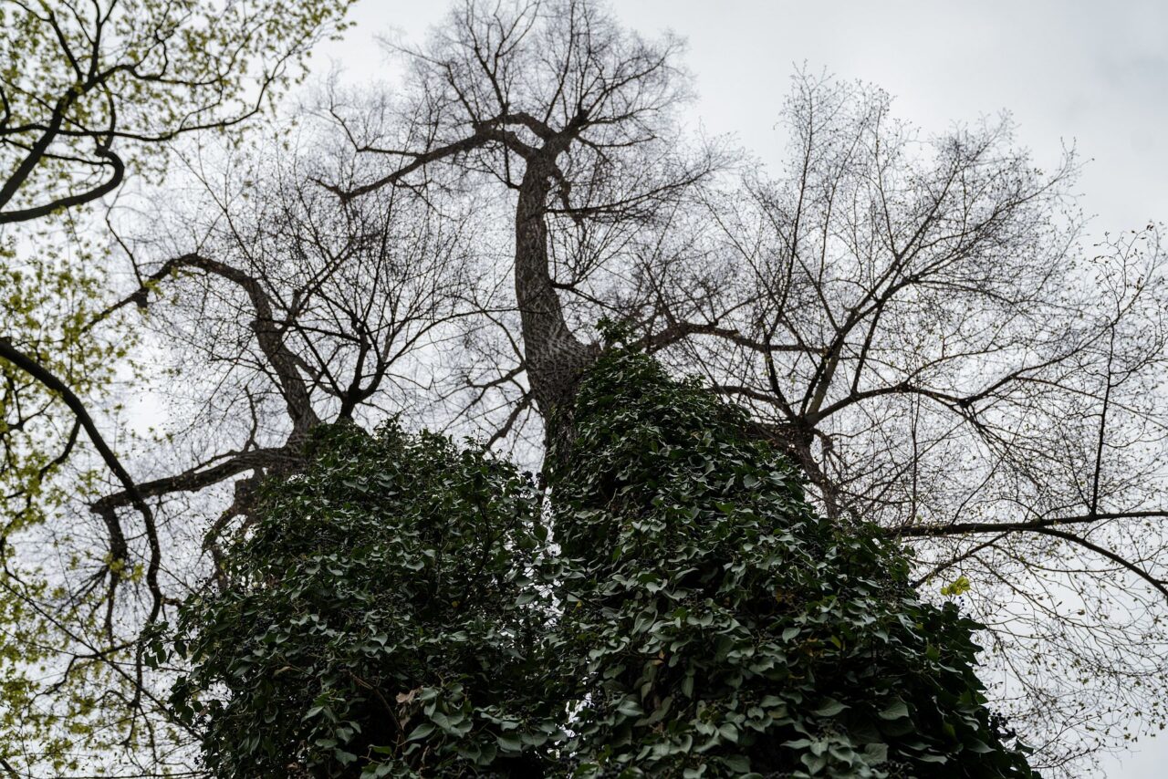 Česká technologie UpGreen pomáhá městům zaměřovat péči o zeleň tam, kde je nejvíce potřeba. Foto: poskytnuto společností E.ON