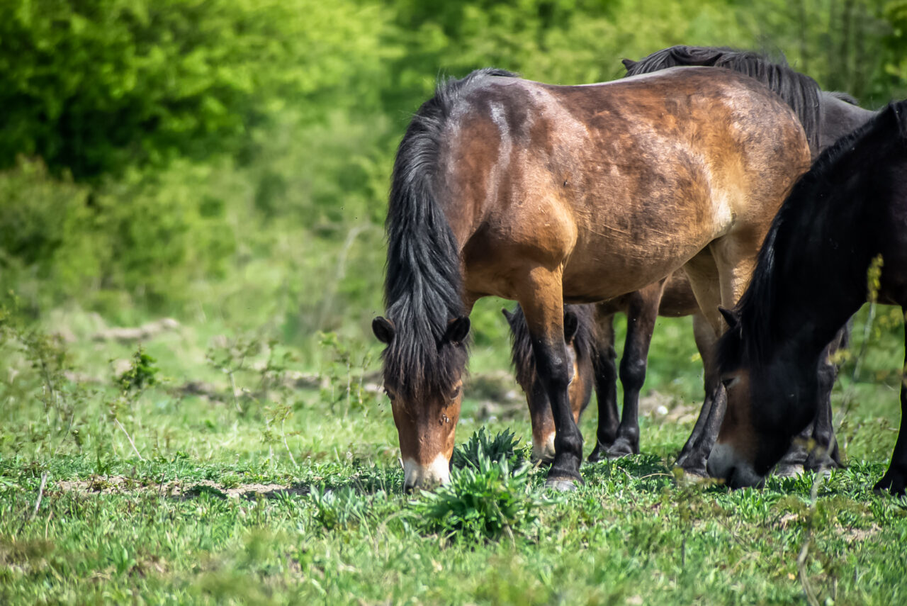 Před příchodem velkých kopytníků zde řada vzácných druhů přežívala na hranici vyhynutí. Foto: Kateřina Hefler, Ekonews