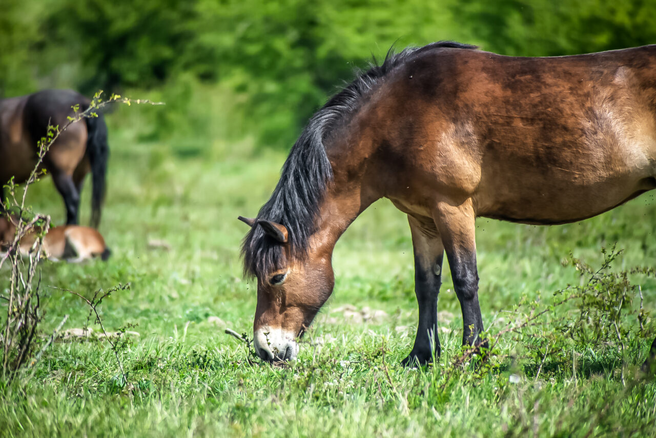 Velcí kopytníci v milovické rezervaci postupně kultivují rozsáhlé plochy, které byly v době jejich příchodu silně degradované. Foto: Kateřina Hefler, Ekonews