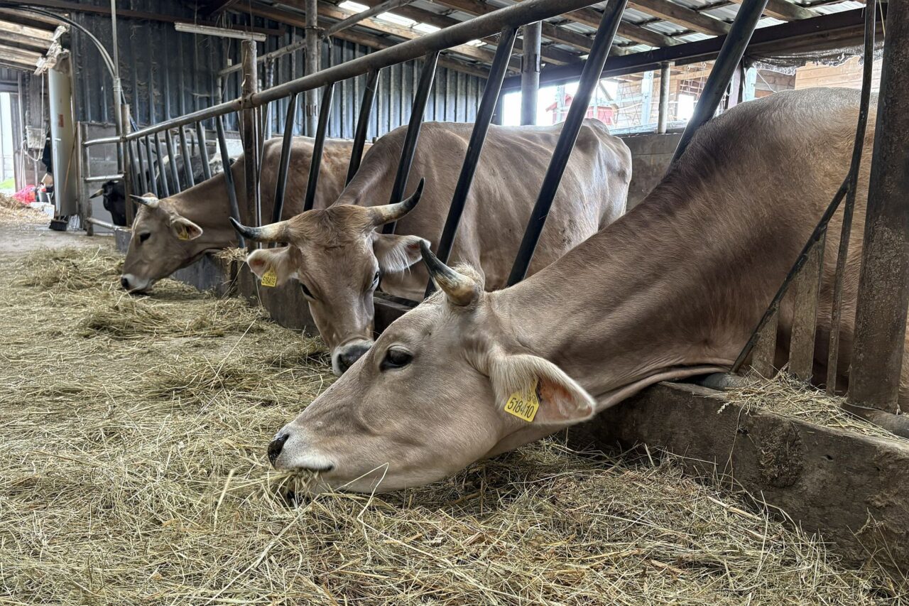 Dnes Květná zahrada obhospodařuje 201 hektarů pozemků, má 19 kusů hovězího dobytka, koně, prasata a drůbež. Foto: Kateřina Švehlová