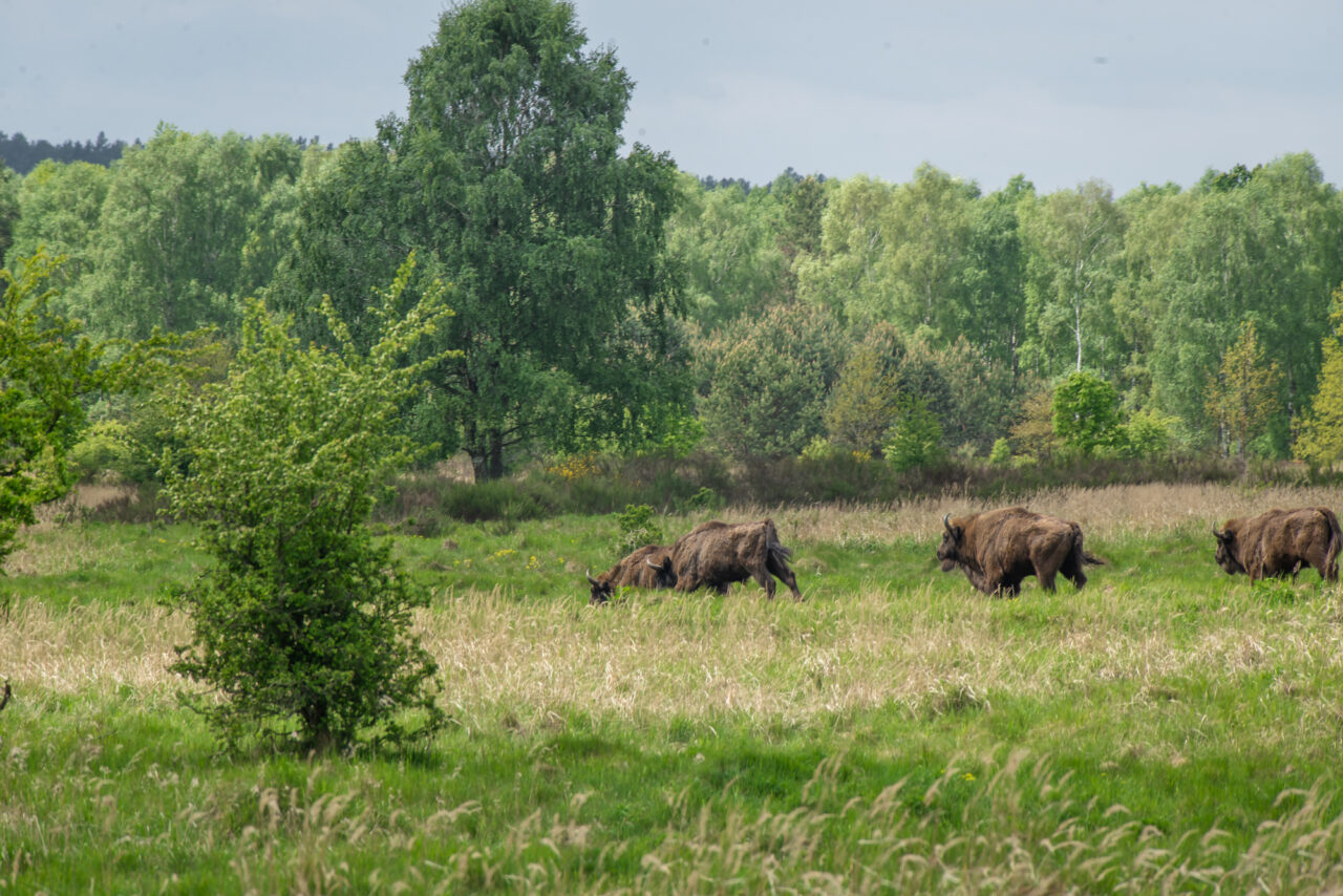 V oboře Židlov v Geoparku Ralsko probíhá záchranný program chovu zubra evropského. Foto: Kateřina Hefler, Ekonews