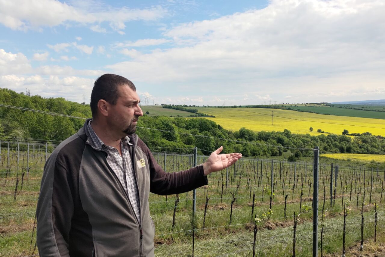 František Vlach má u Vinařů asi šest hektarů vinic. „Dohromady je to dvanáct hektarů, ale do toho máte různý zarostlý remízky,“ říká. Foto: Martina Patočková, Ekonews