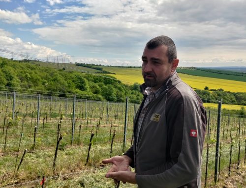 Vinařství na vulkánu. Po čtyřech stoletích vrátil František Vlach do Doupovských hor vinice a vinaření