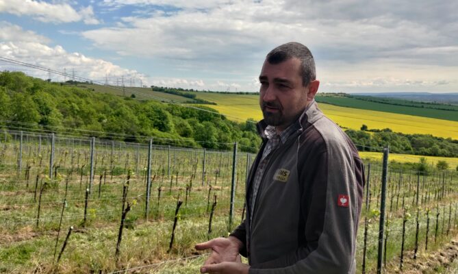 František Vlach sklidil hrozny na své vinici u Vinařů poprvé v roce 2021. Foto: Martina Patočková, Ekonews