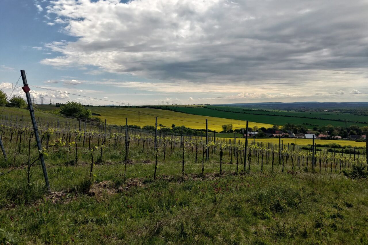 Víno se tady kousek od Krušných hor pěstovalo nejspíš už na začátku třináctého století. Foto: Martina Patočková, Ekonews