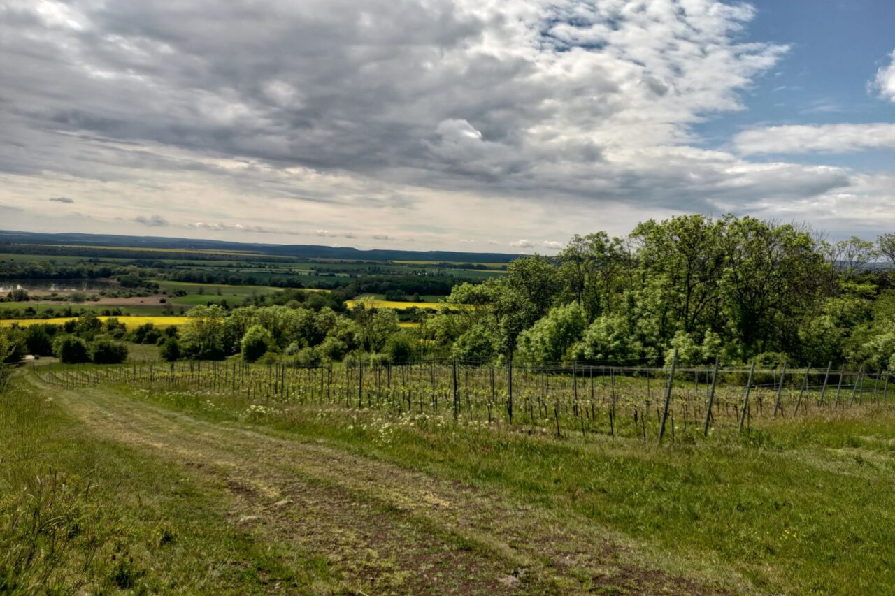 Pozemky na vinice získal František Vlach v roce 2016. Révu do nich zasadil o dva roky později. Foto: Martina Patočková, Ekonews