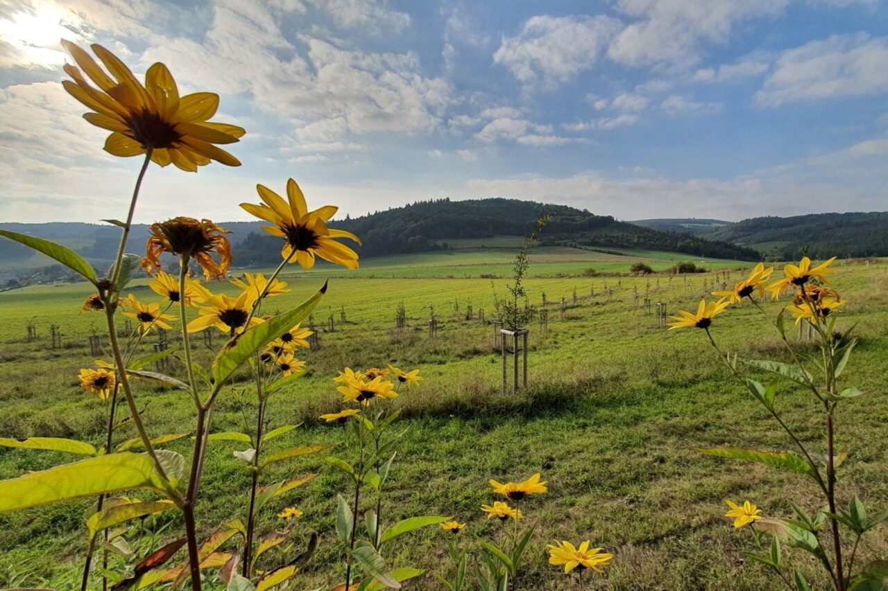 V okolí obce vybudovali také nový biopark, díky zeleni se do oblasti vracejí živočichové. Foto: poskytnuto Svazem místních samospráv ČR