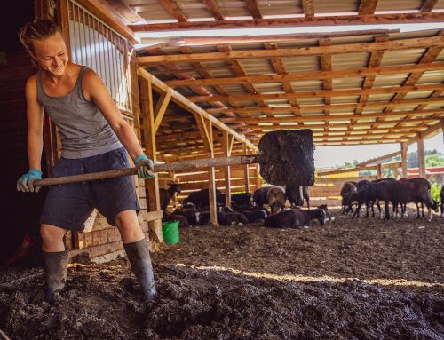 Výuka na poli. Studenti Farmářské školy se učí, jak hospodařit, ať již ekologicky či regenerativně