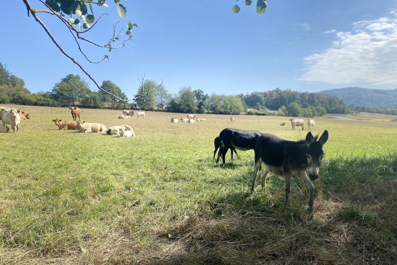 Kromě tří oslíků má Janda nyní téměř sedmdesát krav a k nim asi pět desítek telat. Foto: Veronika Němcová, Ekonews