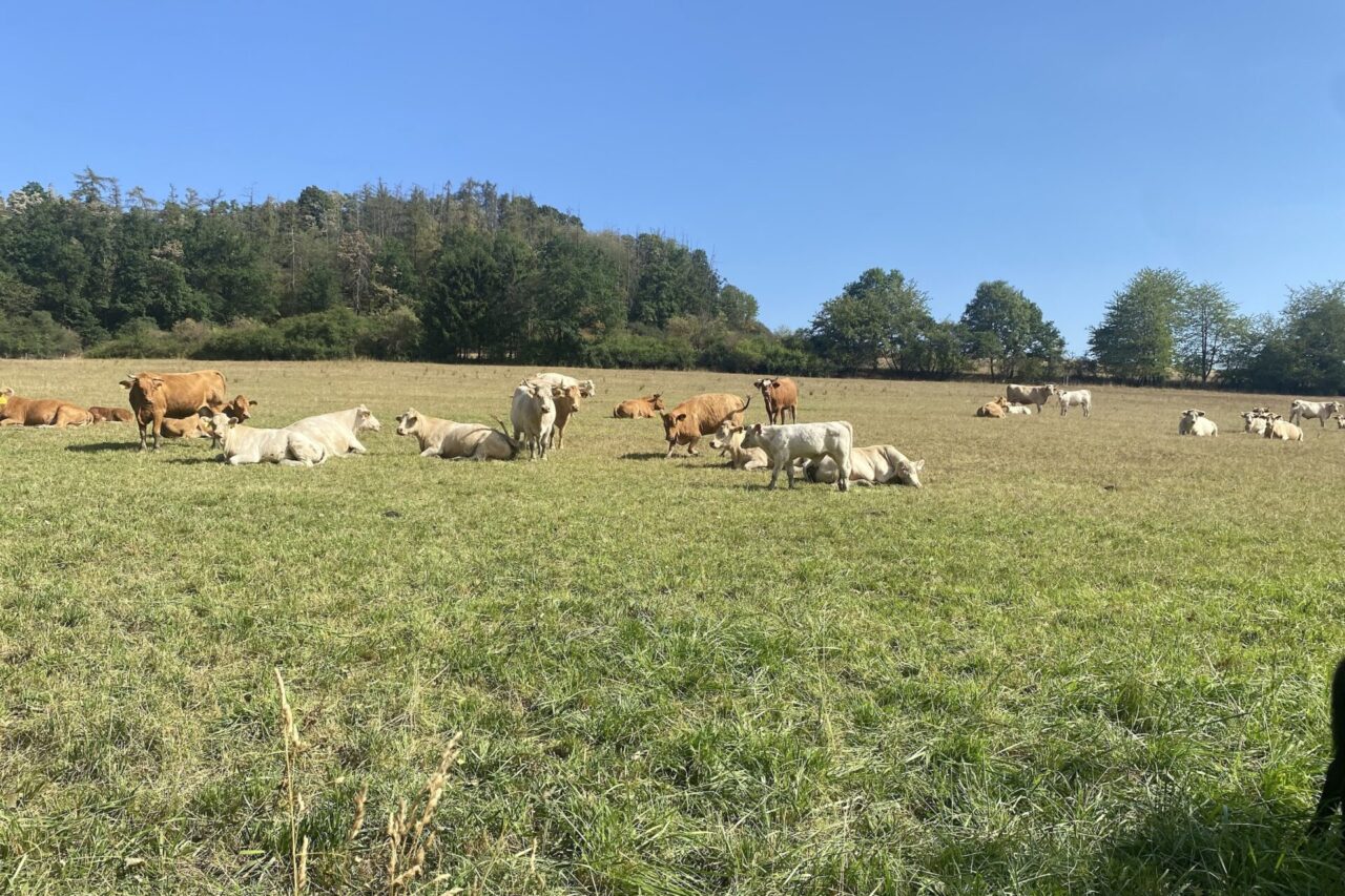 Pokud farmář nebude mít kvůli suchu dost krmiva na zimu, bude muset krávy prodat na jatka. Foto: Veronika Němcová, Ekonews