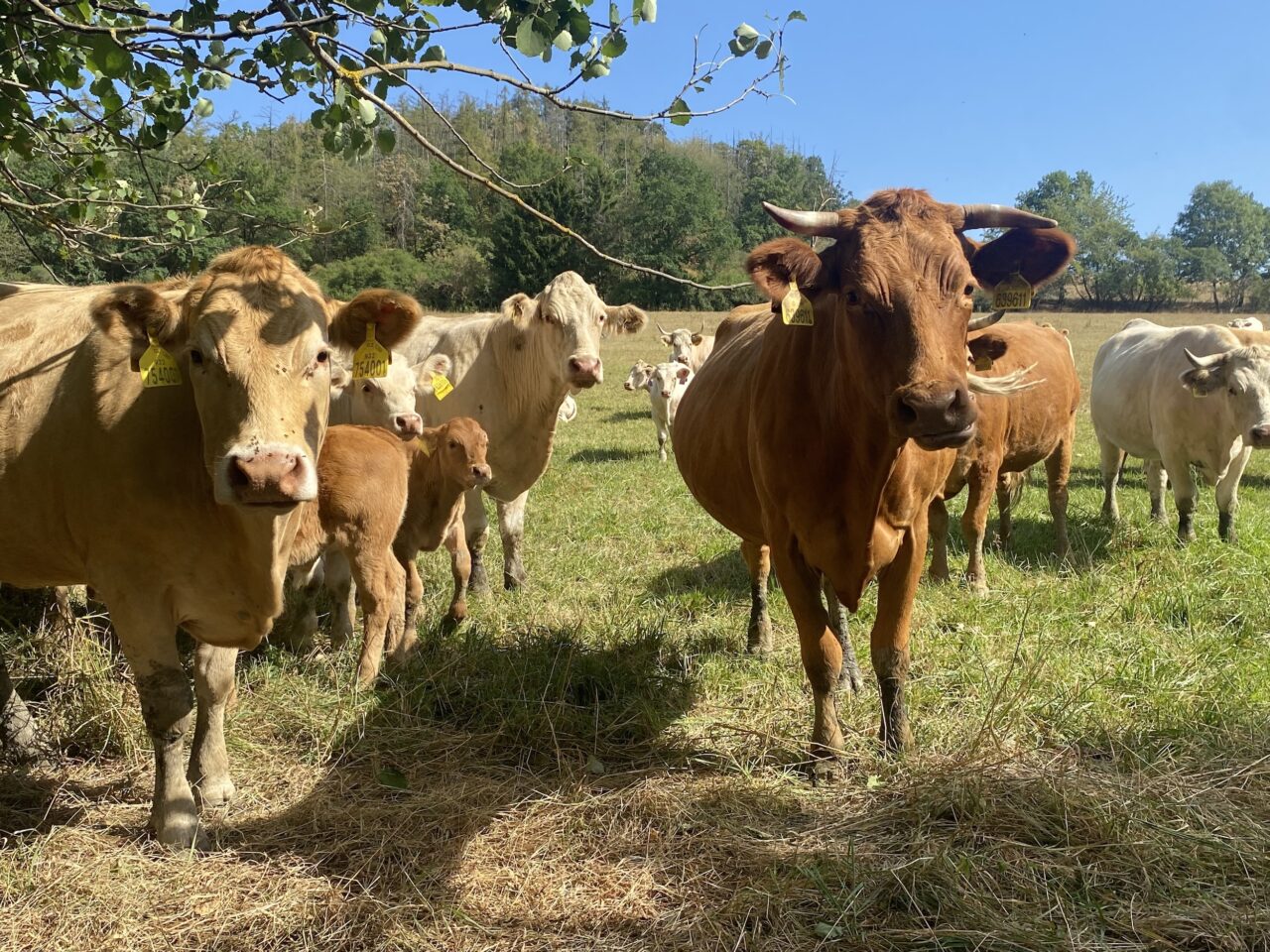 Zatímco loni stál balík přibližně 800 korun, letos se cena blíží ke dvěma tisícům. Z krmiva pro dobytek se tak stává cenná komodita. Foto: Veronika Němcová, Ekonews