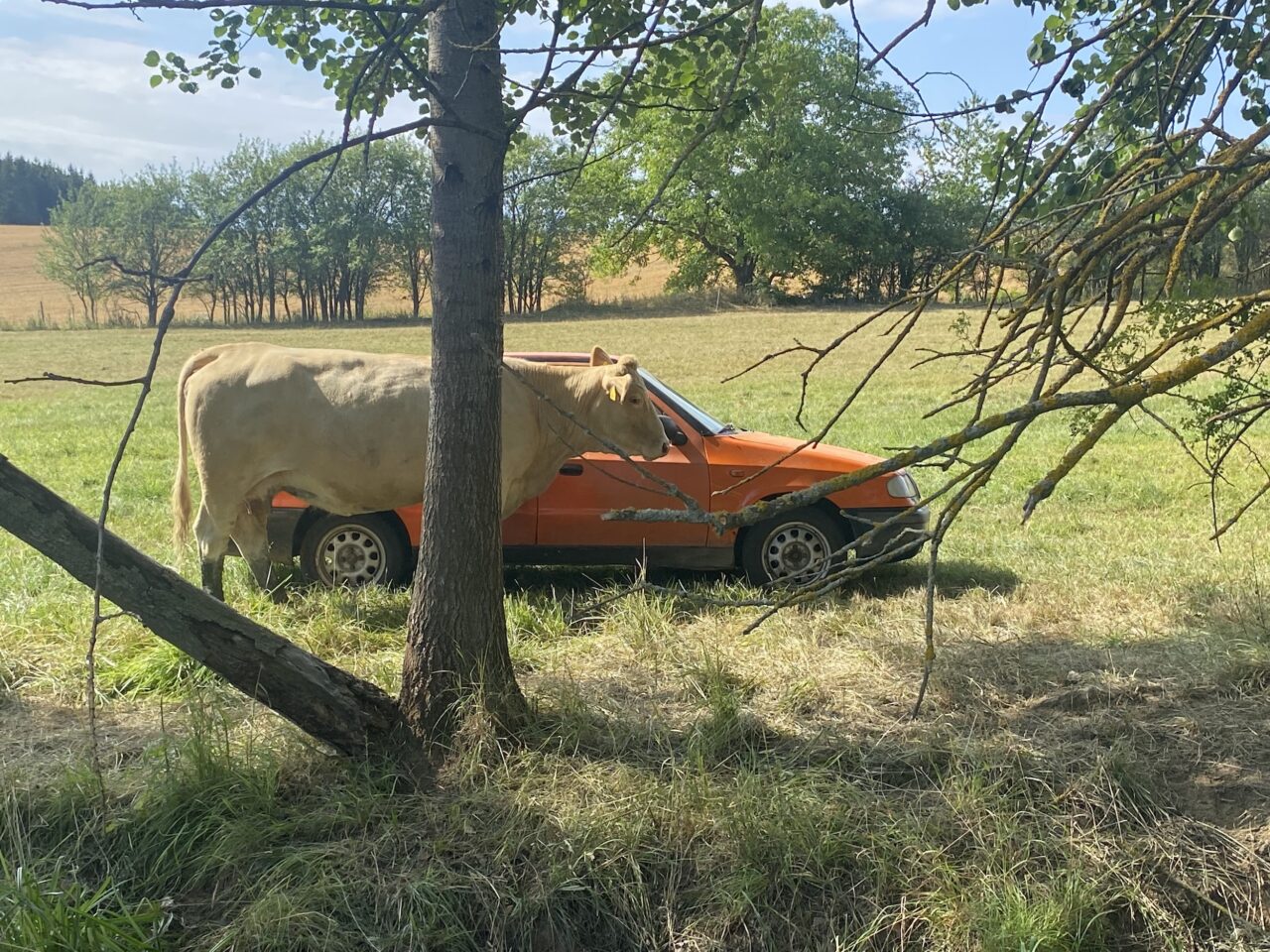 Pak nasedáme do jeho oranžového pick-upu a jedeme se podívat na dobytek. Vyprahlé pole a louky jsou vidět z dálky. Foto: Veronika Němcová, Ekonews