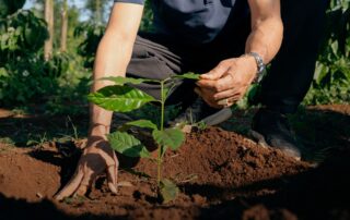 Společnost Nestlé pomáhá pěstitelům kávy přejít na regenerativní způsoby hospodaření, aby byl jejich byznys odolnější vůči klimatické změně. Foto: poskytnuto společností Nestlé