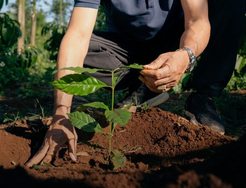 Více než polovina kávy pro Nescafé pochází z regenerativního zemědělství. Farmáři navíc dostávají odolnější kávovníky