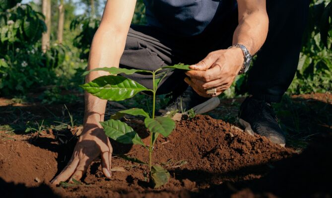 Společnost Nestlé pomáhá pěstitelům kávy přejít na regenerativní způsoby hospodaření, aby byl jejich byznys odolnější vůči klimatické změně. Foto: poskytnuto společností Nestlé