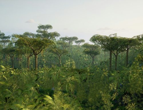 Dodali uhlíkové kredity v předstihu. Opětovné zalesňování Amazonie přineslo Googlu a spol. první výsledky