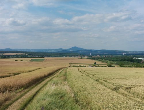 Komentář: Nejhorší řepka za dvacet let. České zemědělství naráží na limity klimatu